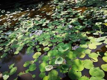 High angle view of leaves floating on lake