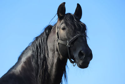 Close-up of a horse against clear blue sky