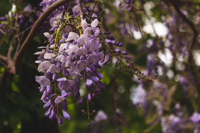 Wisteria in bloom, england, may 2021