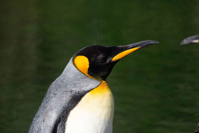 Close-up of a penguin 