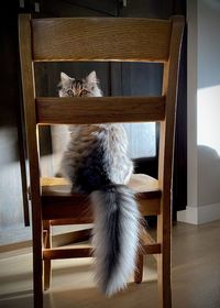 Cat sitting on chair 