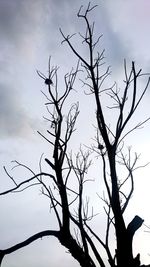 Low angle view of bare tree against sky