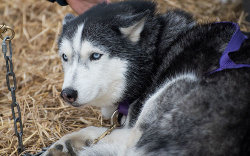 Close-up of husky dog