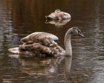 Swan swimming in lake