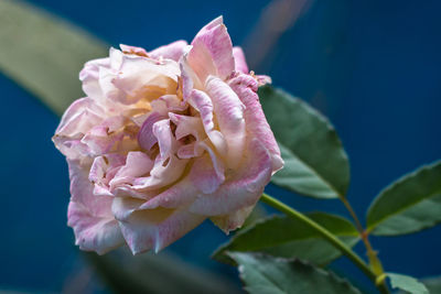 Close-up of pink flower