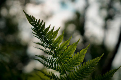 Close-up of fern leaves