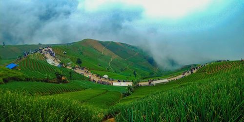 Scenic view of agricultural field against sky