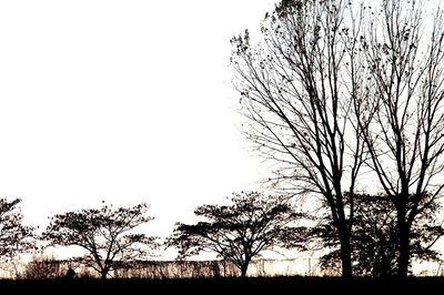 Low angle view of silhouette bare trees against clear sky