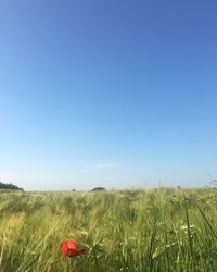 Scenic view of wheat field against clear blue sky