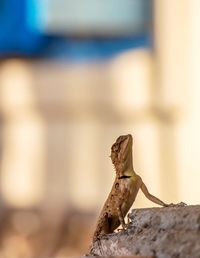 Close-up of lizard on rock