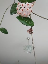 Close-up of water drops on flowering plant