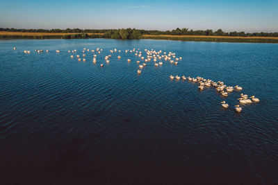 Birds in lake against sky