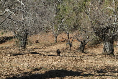 View of bare tree