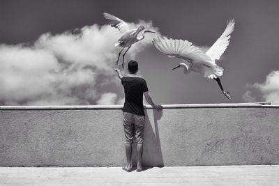 Man feeding herons