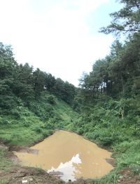 Scenic view of forest against sky