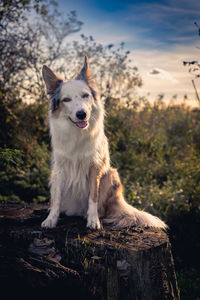 Dog standing on rock