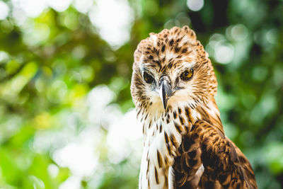 Close-up portrait of a owl