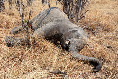 Side view of an animal