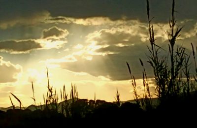 Silhouette plants on field against sky during sunset