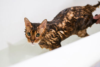 Funny wet cat