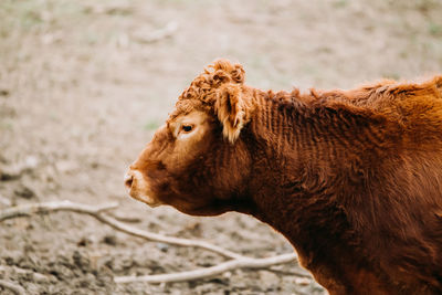 Close-up of horse on land