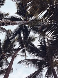 Low angle view of palm trees against sky