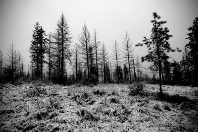 Trees on field against sky during winter