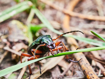 Close-up of insect