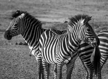 Zebras standing in a field