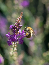 Close-up of bee on purple flower