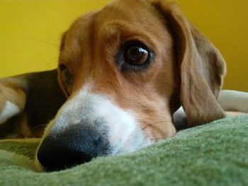 Close-up of beagle on bed at home