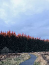 Scenic view of trees on field against sky