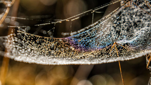 Dewdrops on a spider's web