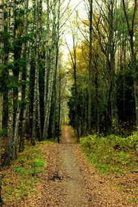 Dirt road amidst trees in forest