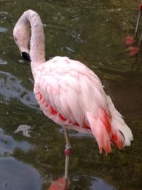 High angle view of birds in pond