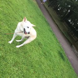 Dog on grassy field