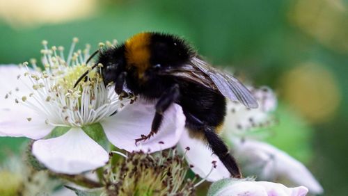 Close-up of bee pollinating on purple flower