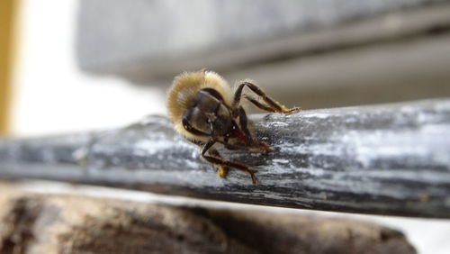 Close-up of honeybee on stem against blurred background