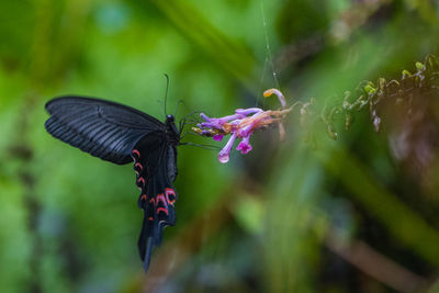 Close-up of butterfly on plant