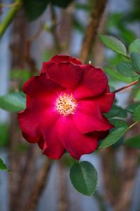 Close-up of red flower blooming outdoors