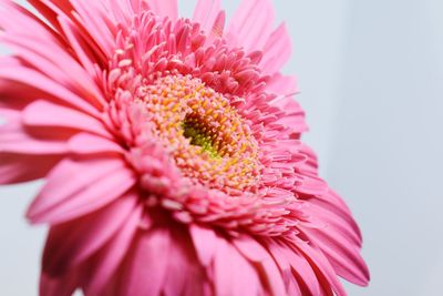 Close-up of pink daisy flower