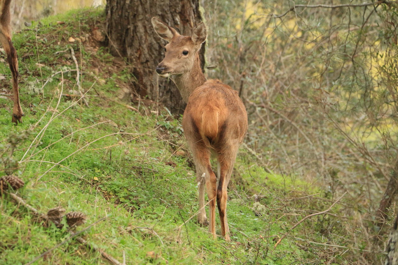 animal themes, animal, mammal, animal wildlife, plant, wildlife, deer, land, field, tree, nature, no people, grass, one animal, day, domestic animals, forest, standing, brown, impala, herbivorous, outdoors, growth, young animal, fawn
