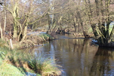 River amidst trees in forest