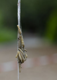 Close-up of insect on plant