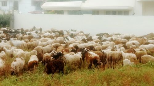 Sheep grazing on field