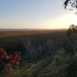 Scenic view of field against clear sky during sunset