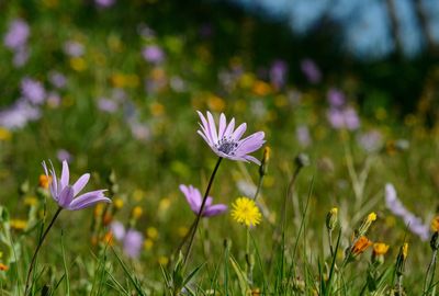 Close-up of purple crocus flowers on field