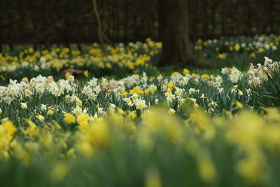 Close-up of flowers growing in field