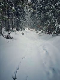 Snow covered land and trees on field