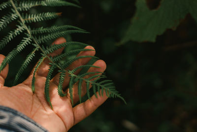 Nature's fern leaves